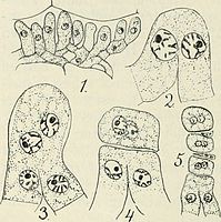 Aecidiosporevorming bij Phragmidium speciosum: 1. Jong aecium, 2. Versmelting twee buurcellen, 3. Na kernversmelting (karyogamie) volgt twee keer een kerndeling, 4. het bovenste deel van 3 wordt de moedercel van de aecidiosporen. 5 een rij van drie tweekernige aecidiosporen, die door een septum gescheiden zijn; hieronder versmeltende cellen.