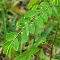 Phyllanthus tenellus.