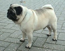 Silver Fawn Pug