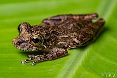 Description de l'image Rio Verde Snouted Tree Frog imported from iNaturalist photo 244225090 on 26 November 2022.jpg.