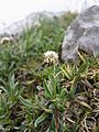 Antennaria carpatica