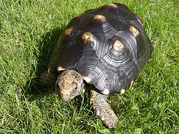 Fekete teknős (Geochelone carbonaria)