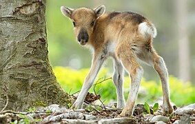 Un jeune renne du domaine quelques jours après sa naissance.