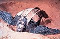 Leatherback sea turtle (Dermochelys coriacea)