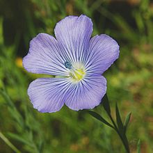 Linum bienne Luc Viatour.JPG