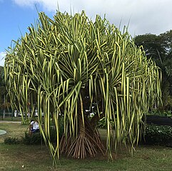 Pandanus