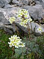 Saxifraga paniculata