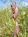 Kleine tongorchis, Serapias parviflora (Belle-Ile)