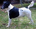 Fox Terrier (Smooth)