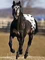 Appaloosa!