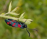 Zygaena transalpina – seitlich