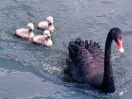 Black Swan Family.jpg