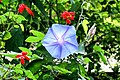 Ipomoea indica