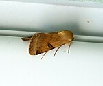 Heliothis peltigera – seitlich