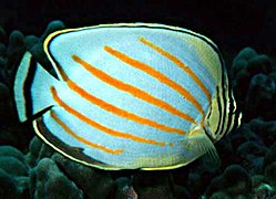 Chaetodon ornatissimus