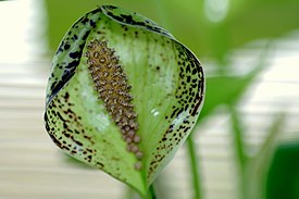 Colletogyne perrieri inflorescence