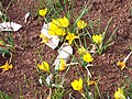 Crocus chrysanthus 'Zwanenburg Bronze'