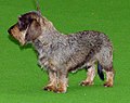 Dachshund (Wire-haired)