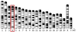 Chromosome 4 (mouse)