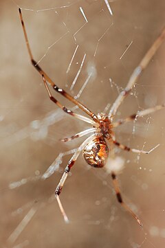 Description de l'image Latrodectus geometricus.JPG.