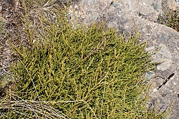 Lepidothamnus laxifolius kz21.jpg