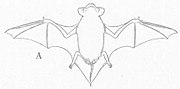 Drawing of bat