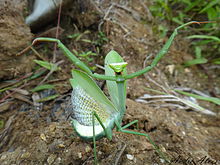 Praying mantis in defense position.