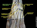 Abductor pollicis longus muscle