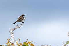 Tawny-crowned honeyeater, Bruny Island, Tasmania