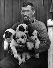 Photographie en noir et blanc de Crean portant des chiots.