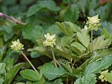 Tre små hvite og gule blomster i en grønnløvet baktgrunn