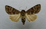 Apamea maillardi – Specimen