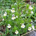 Euphrasia rostkoviana