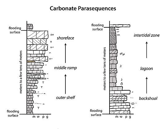 Esempi di parasequenze in successioni carbonatiche. A sinistra una parasequenza marino-marginale che ha alla base sedimenti di piattaforma esterna, seguiti verso l'alto da sedimenti depostisi in condizioni di più alta energia (spiaggia); a destra una parasequenza di ambiente protetto (da retrospiaggia a laguna interna, a sedimenti intertidali).