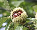 Plody kaštanovníku setého (Castanea sativa)