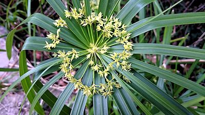 Papiro landarea (Cyperus alternifolius)