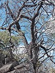 Trees at Domboshaba