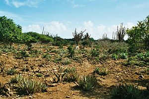 Landschaft uf Bonaire