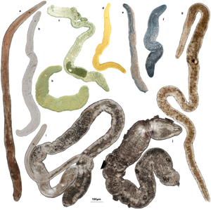 Various Acoelomorpha (nemertodermatids).