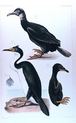 Kergueleninmerimetso (Phalacrocorax verrucosus)