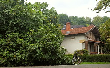 Pikondoa (Ficus carica)