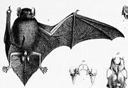 Drawing of bat