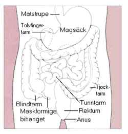 Tarmsystem_diagram.png