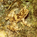 Image 15Eungella torrent frog Taudactylus eungellensis Myobatrachidae Australia (from Torrent frog)