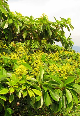 Троходендрон аралиевидный (Trochodendron aralioides), цветущее растение. Префектура Фукусима, Япония