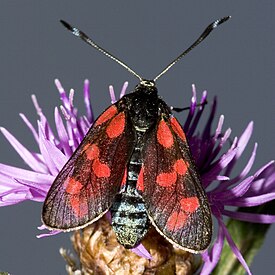 Пестрянка таволговая (Zygaena filipendulae)