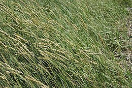 Agropyron pungens.jpg