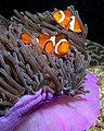 Falsche Clownfische (Amphiprion ocellaris)