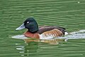 Baer's pochard (Aythya baeri)