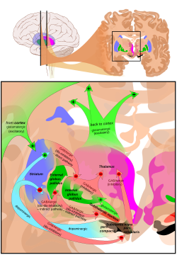 Basal ganglia circuits.svg